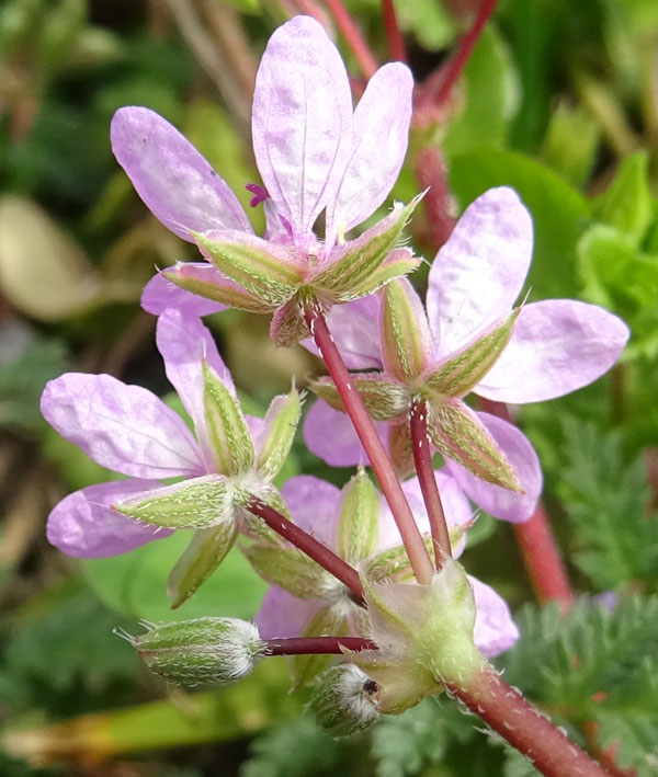 Erodium cicutarium - Geraniaceae